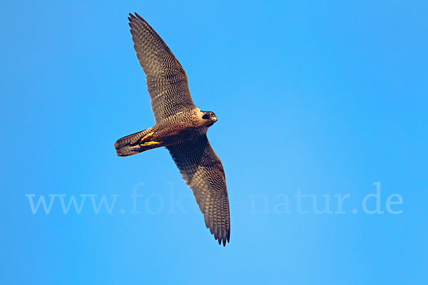 Wanderfalke (Falco peregrinus)