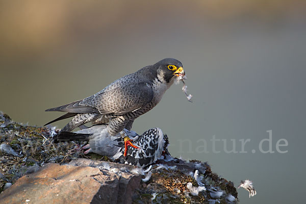 Wanderfalke (Falco peregrinus)