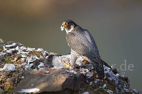 Wanderfalke (Falco peregrinus)