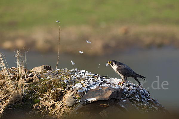 Wanderfalke (Falco peregrinus)