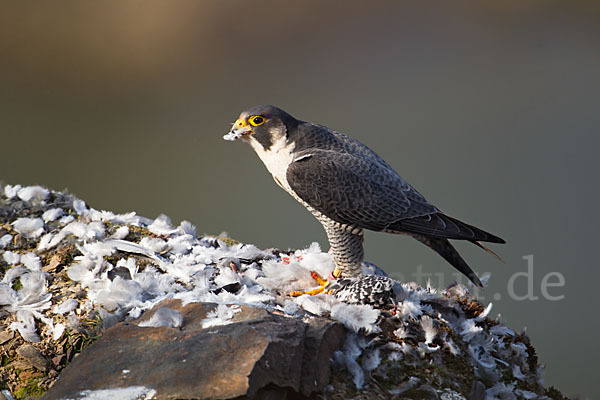 Wanderfalke (Falco peregrinus)