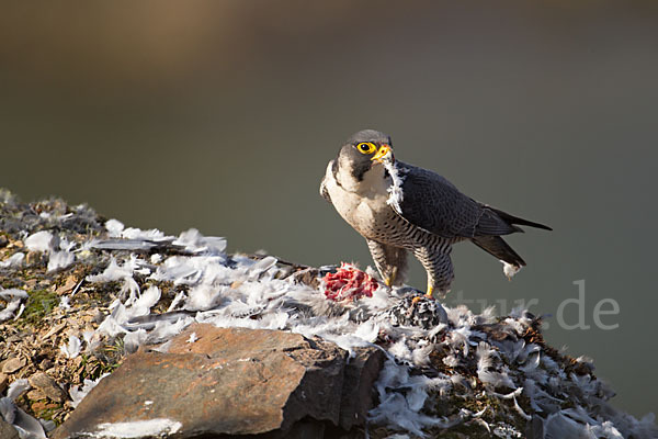 Wanderfalke (Falco peregrinus)