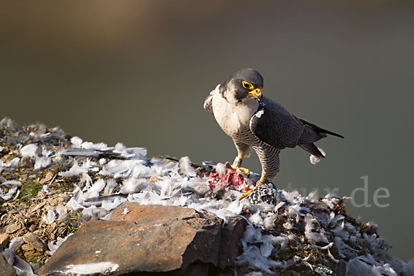 Wanderfalke (Falco peregrinus)