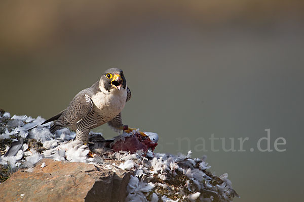 Wanderfalke (Falco peregrinus)