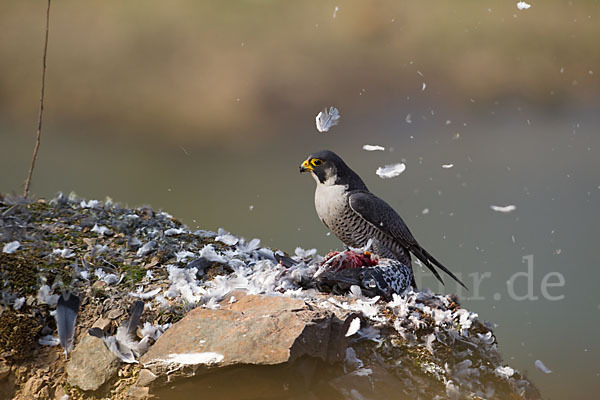 Wanderfalke (Falco peregrinus)