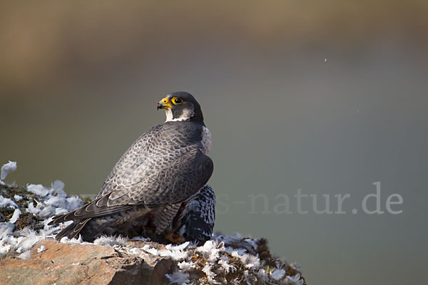 Wanderfalke (Falco peregrinus)