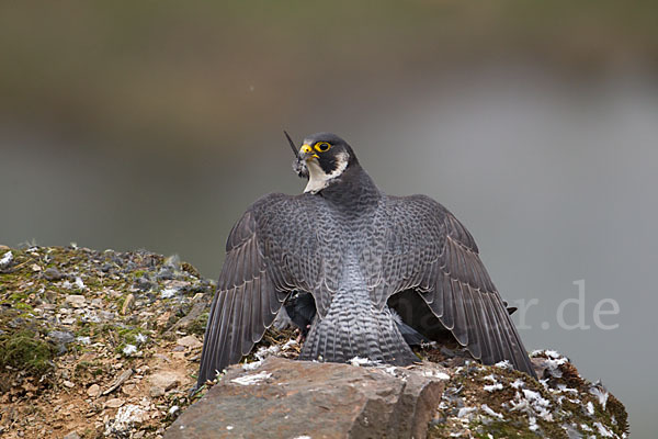 Wanderfalke (Falco peregrinus)