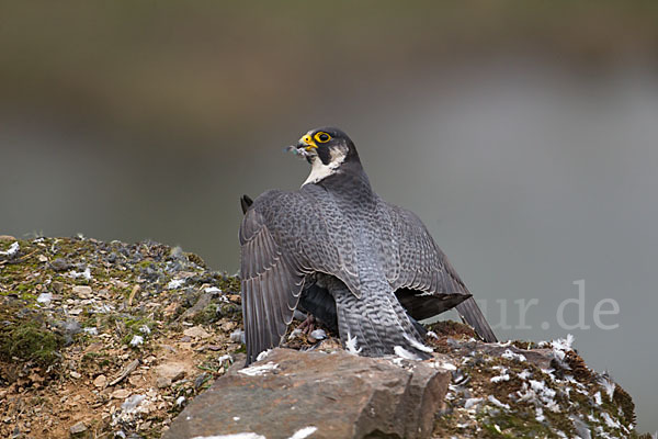 Wanderfalke (Falco peregrinus)