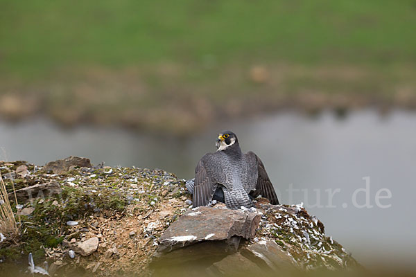 Wanderfalke (Falco peregrinus)