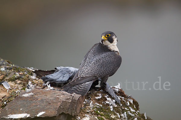 Wanderfalke (Falco peregrinus)