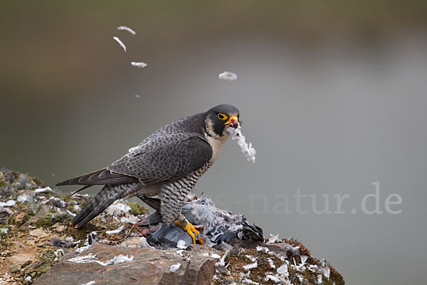 Wanderfalke (Falco peregrinus)