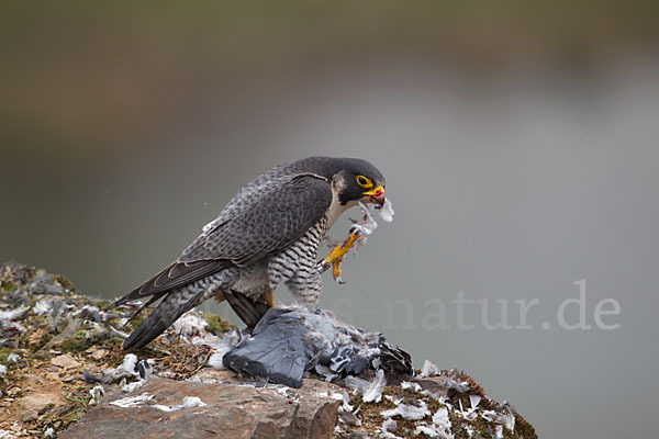 Wanderfalke (Falco peregrinus)