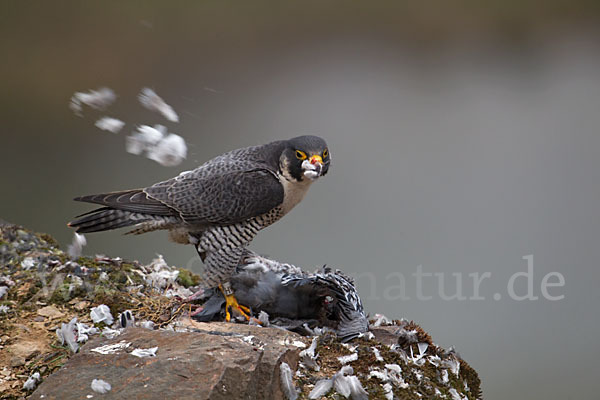 Wanderfalke (Falco peregrinus)