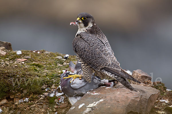 Wanderfalke (Falco peregrinus)