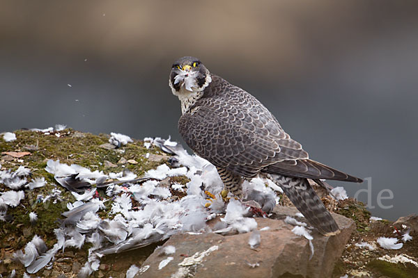 Wanderfalke (Falco peregrinus)