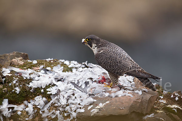 Wanderfalke (Falco peregrinus)