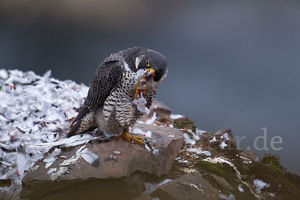 Wanderfalke (Falco peregrinus)