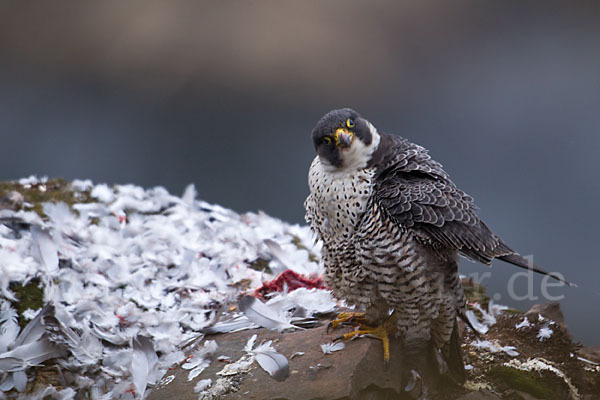 Wanderfalke (Falco peregrinus)