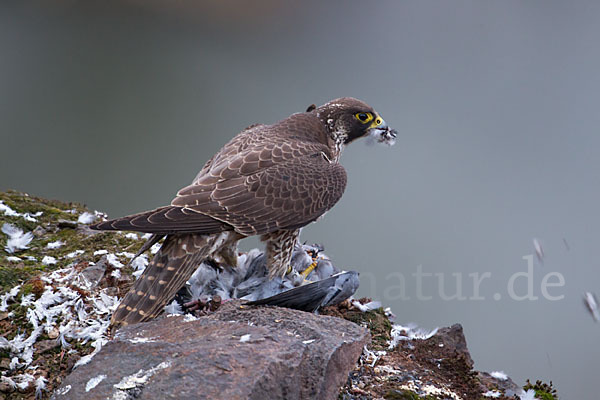 Wanderfalke (Falco peregrinus)