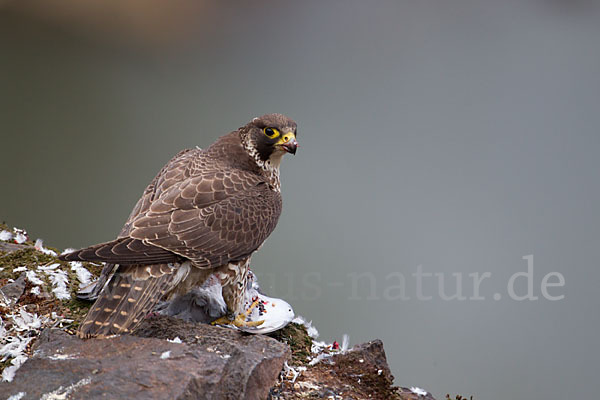 Wanderfalke (Falco peregrinus)