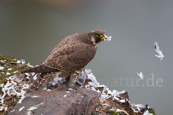 Wanderfalke (Falco peregrinus)