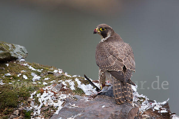 Wanderfalke (Falco peregrinus)