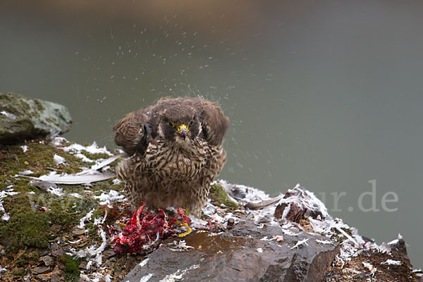 Wanderfalke (Falco peregrinus)