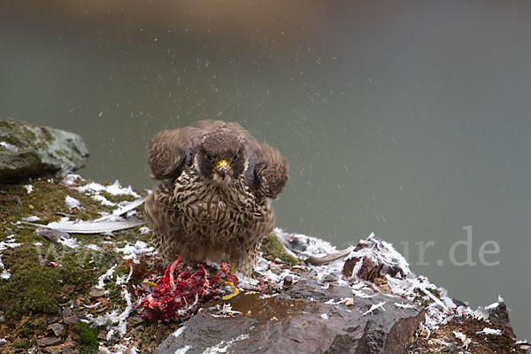 Wanderfalke (Falco peregrinus)