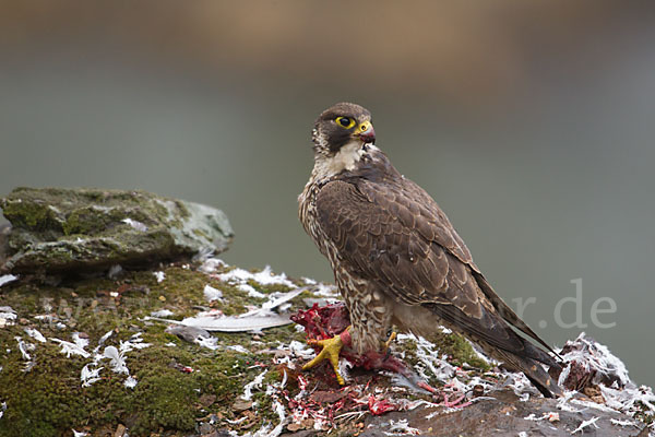 Wanderfalke (Falco peregrinus)