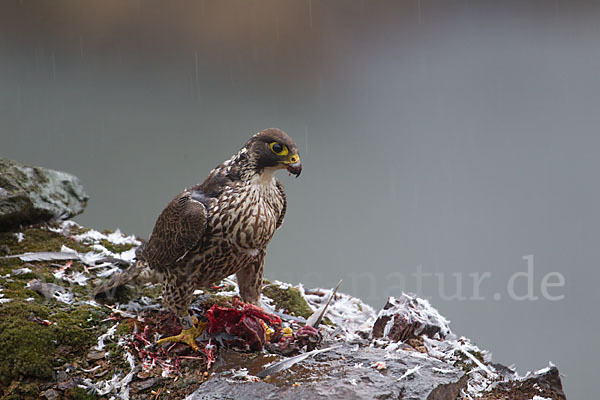 Wanderfalke (Falco peregrinus)