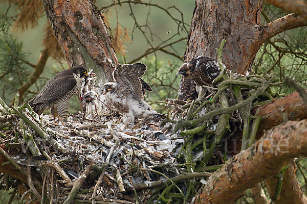 Wanderfalke (Falco peregrinus)