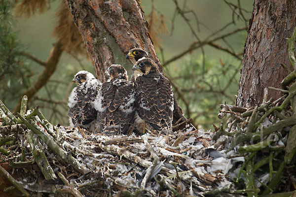 Wanderfalke (Falco peregrinus)