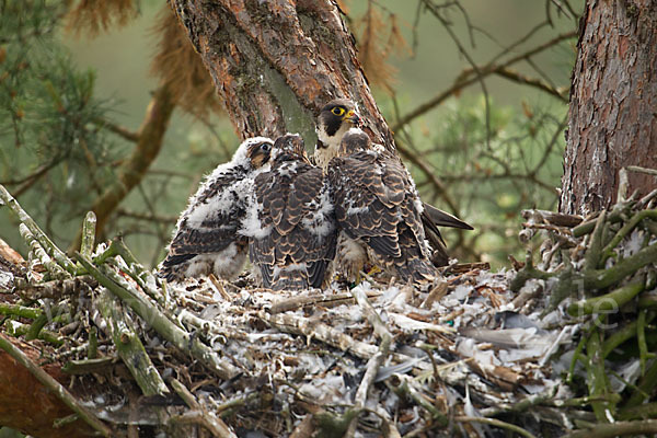 Wanderfalke (Falco peregrinus)