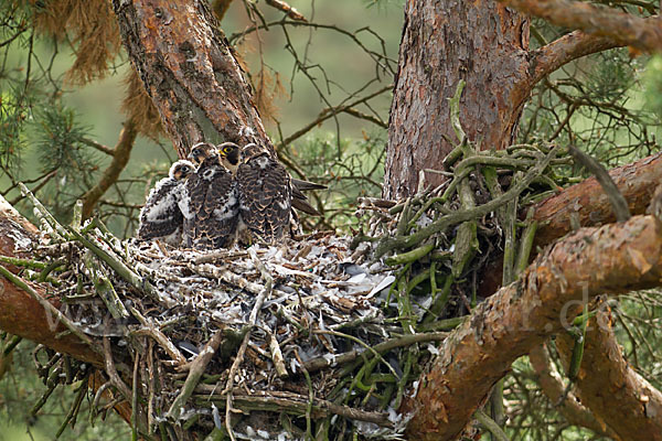 Wanderfalke (Falco peregrinus)