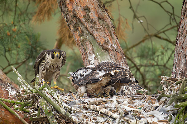 Wanderfalke (Falco peregrinus)