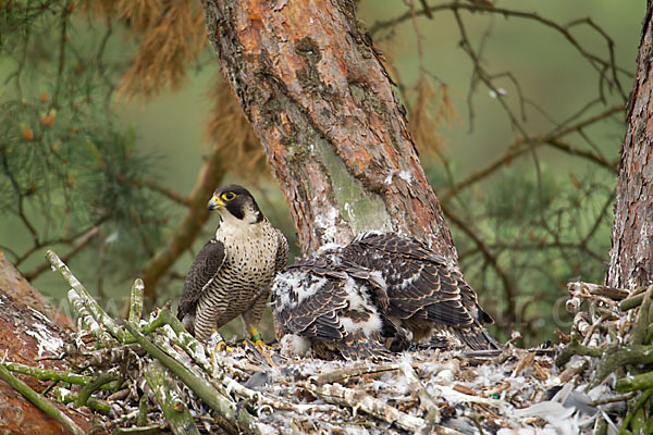 Wanderfalke (Falco peregrinus)