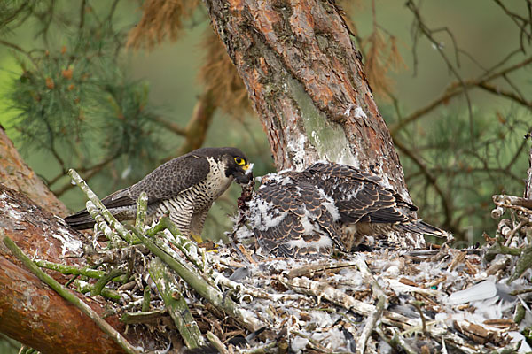 Wanderfalke (Falco peregrinus)