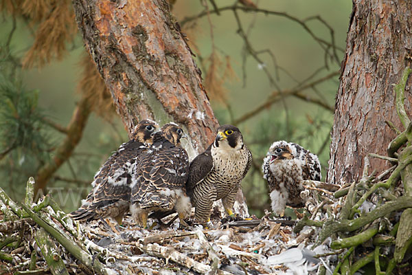 Wanderfalke (Falco peregrinus)