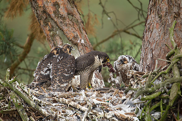 Wanderfalke (Falco peregrinus)