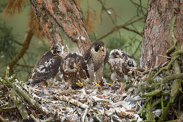 Wanderfalke (Falco peregrinus)