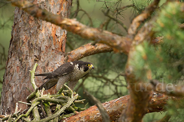 Wanderfalke (Falco peregrinus)