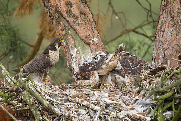 Wanderfalke (Falco peregrinus)