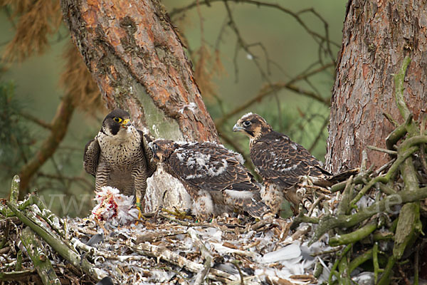 Wanderfalke (Falco peregrinus)