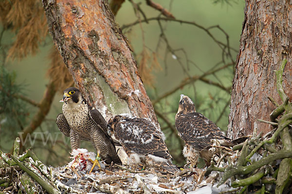 Wanderfalke (Falco peregrinus)