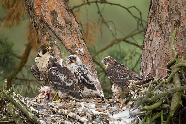 Wanderfalke (Falco peregrinus)