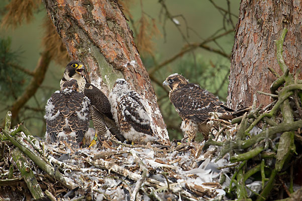 Wanderfalke (Falco peregrinus)