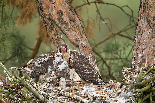 Wanderfalke (Falco peregrinus)