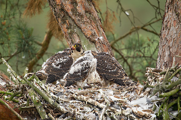 Wanderfalke (Falco peregrinus)