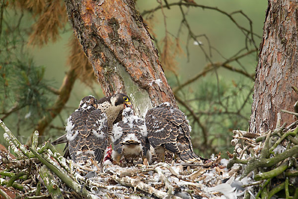 Wanderfalke (Falco peregrinus)