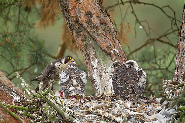 Wanderfalke (Falco peregrinus)